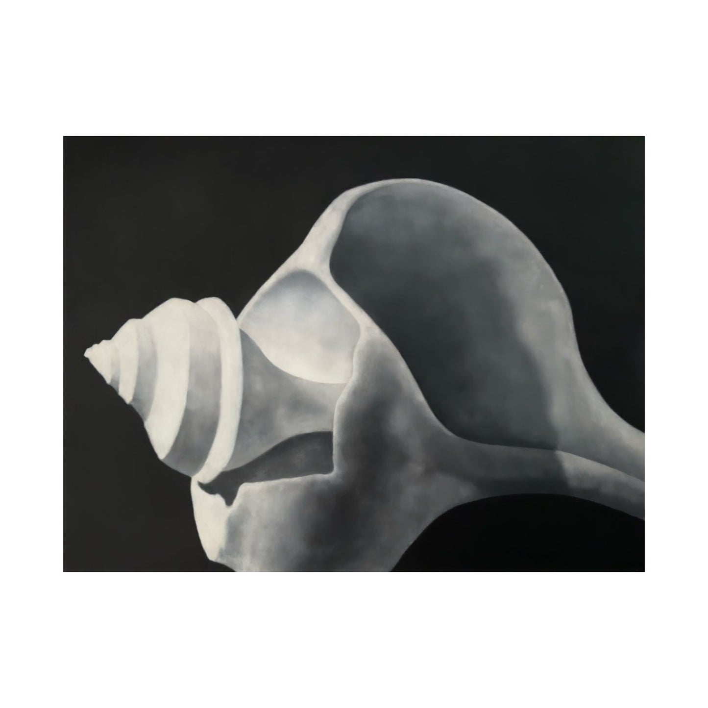 CHANNELED WHELK
