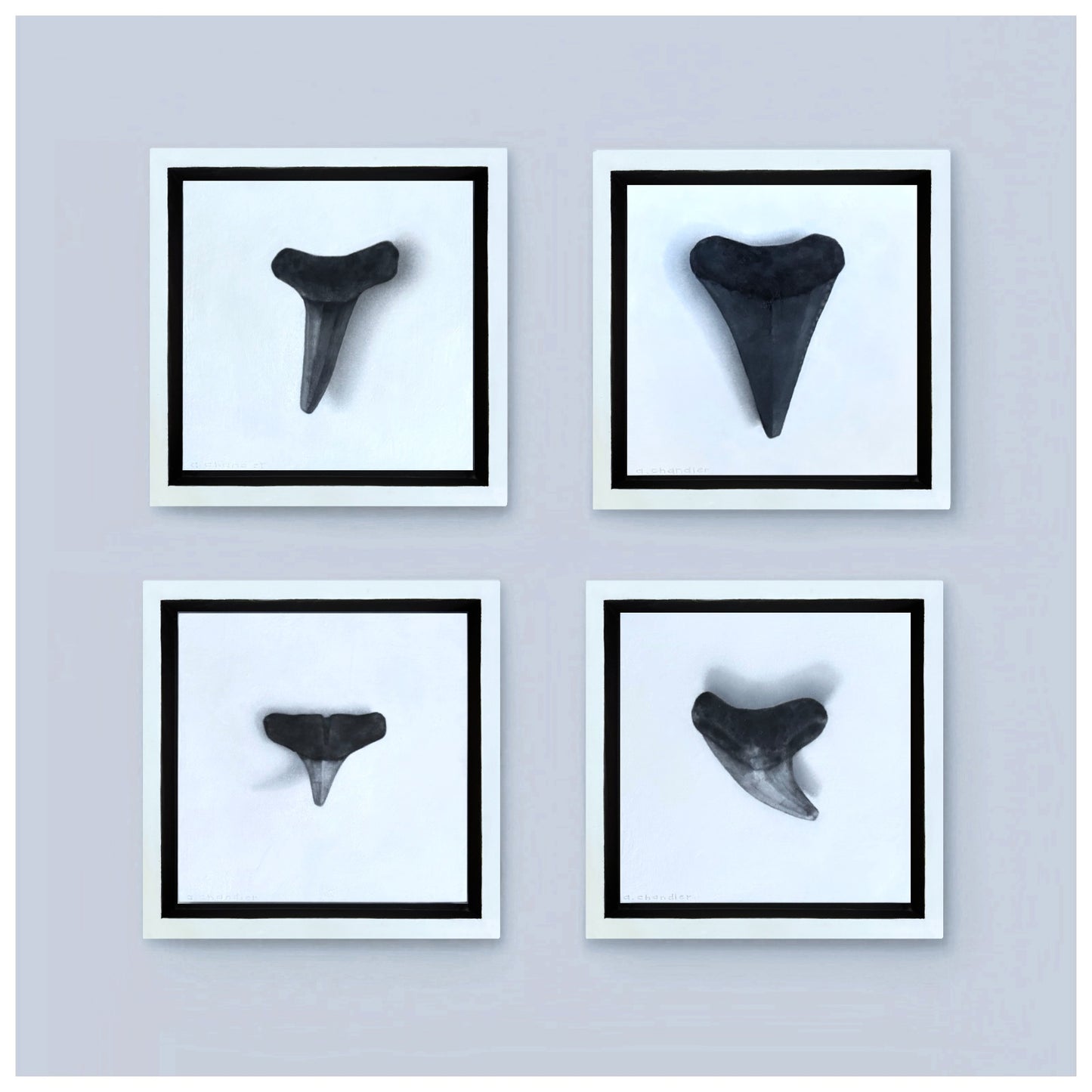 Collection (No. 8-11)