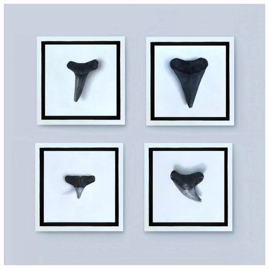 Collection (No. 8-11)
